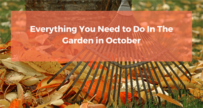 Everything You Need to Do In The Garden in October