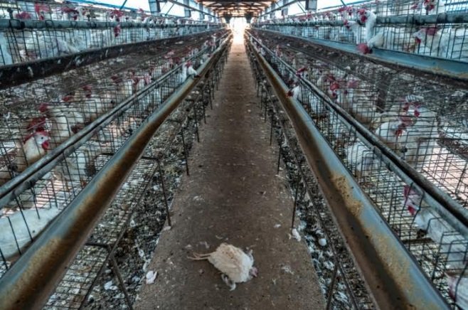 World Animal Protection Welcomes National Action Plan-AMR 2.0 and Calls for Improved Animal Welfare to Curb Misuse of Antibiotics in the Animal Farming Sector